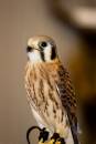 American_Kestral_2_.jpg