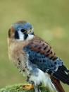 American_kestral-1.jpg