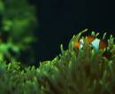 AmphiprionPercula.jpg