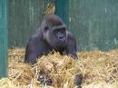 Ape.jpg