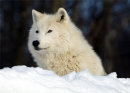 Arctic_Fox_1.png