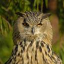 AsianOwl.jpg
