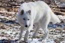 Atka_2144_W.jpg