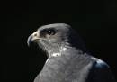 AugurBuzzard1.jpg