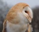 BARN_OWL_1.jpg