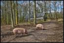 BIL6337Piggin_About_OPE_1024x768_2_.jpg