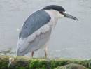 BLACK_CROWNED_NIGHT_HERON.jpg