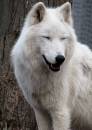 BLM_Atka_00039_W.jpg