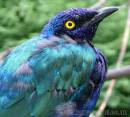 BLUE_EARED_GLOSSY_STARLING.jpg
