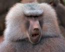 Baboon1.jpg