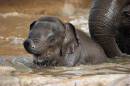 Baby-Elephant1.jpg