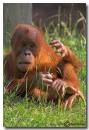 Baby-Orangutan1.jpg