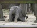 Baby_Elephant.jpg