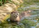 Baby_Otter.jpg