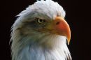 /gallery/data/513/thumbs/Backlit_Bald_Eagle.jpg