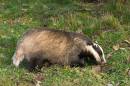 Badger.jpg