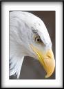 Bald-Eagle-2.jpg