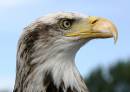 Bald-Eagle-_001_.jpg