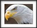 Bald-Eagle.jpg