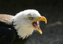 Bald-Eagle1.jpg