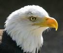 Bald-Eagle_1_.jpg