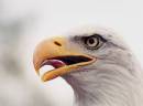 Bald_Eagle.jpg
