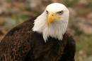 Bald_Eagle1.jpg