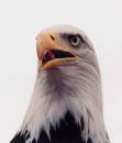 Bald_Eagle_Haliaeetus_leucocephalus_.jpg