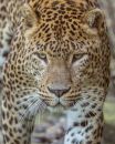 Banham_Big_Cats-2.jpg