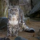 Banham_Big_Cats-3.jpg