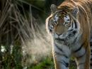 Banham_Big_Cats.jpg