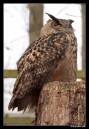 Barn_Owl.jpg