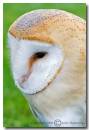 Barn_Owl1.jpg