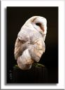 Barn_Owl4.jpg