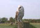 Barn_Owl_3ab.jpg