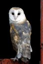 Barn_Owl_D3s_6700_web.jpg