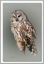 Barred-Owl1.jpg
