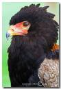 Bateleur-Eagle3.jpg