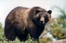 Bear.jpg