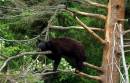 Bear_1.jpg