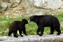 Bear_3.jpg