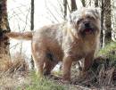 Ben_walkabout_in_Glennevis_Scotland_.JPG