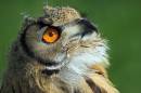 /gallery/data/513/thumbs/Bengal-Eagle-Owl1.jpg