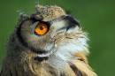 Bengal-Eagle-Owl1.jpg