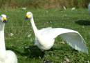 Bewicks_Swan_DSCF7976.jpg