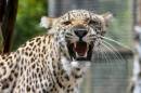 Big_Cats_015.jpg