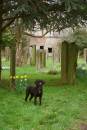 Binky_in_the_bone_yard.jpg