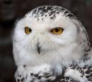Bird_of_prey.jpg