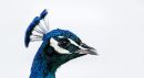 Birdweb.jpg