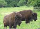 Bison.jpg